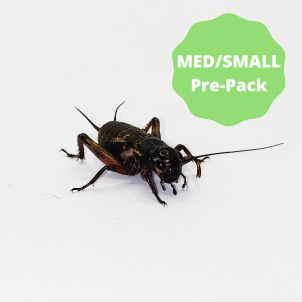 Black Crickets - Medium Small Pre-Pack