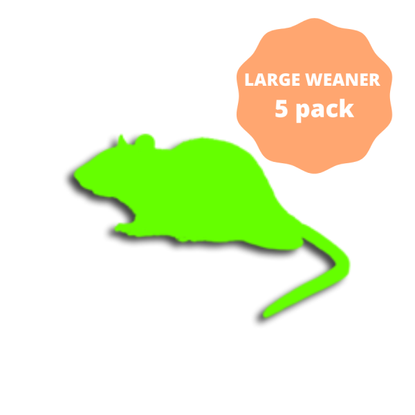 Large Weaner Frozen Rats 5 pack